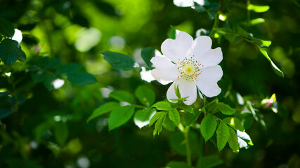 beautiful rosehip flower close up. Rosehip, Rosa canina light pink flowers bloom on the branches, beautiful wild shrub. Rosa woodsii, a variety of rose hips known as woods or indoor rose. text