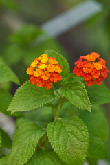 Frühling / Sommer 21