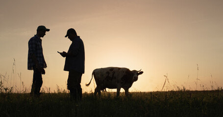 Two farmers work in the pasture, use a tablet. A cow grazes in the background, silhouettes at sunset - obrazy, fototapety, plakaty