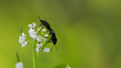 Perillus bioculatus. Shield Bugs mating. two beetles mate, insects reproduce, continuation of the genus. Heteroptera. Pentatomidae. macro photo of nature. natural background. bug close-up