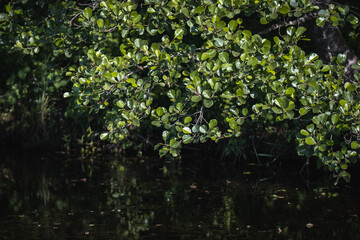 Black and dark green backround of green tree leaves over dark water. 