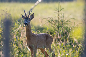 Majestic roe deer male sniff the air in  summer morning.