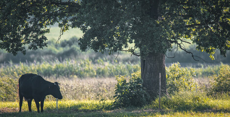 Black cow grazes in the shade of large old oak tree. Dreamy rural landscape view. Ecological farming concept.