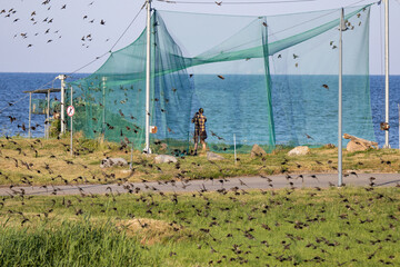 Large bird trap at the ornithological station in Lithuania located at cape Vente near Curonian lagoon .Birds catching in nets with purpose to follow their migration route. 