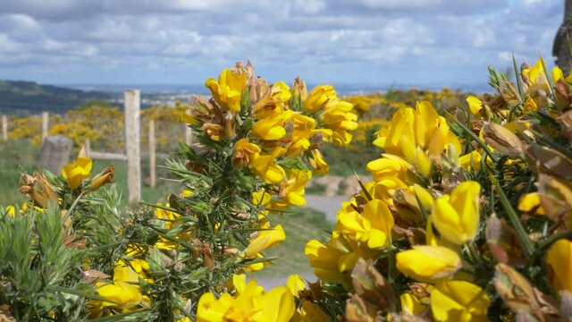Prickly Gorse Hedges flora in abundance at Wicklow mountains