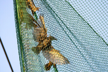 Starling bird cought in ornithology nest for binding and study their migration roots.