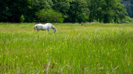 Fototapeta premium beautiful white horse on green grass in the field. Arabian horse, white horse stands in an agriculture field with juicy grass in sunny weather. strong, hardy and fast animal. grazing in the meadow
