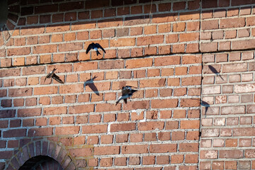 Swallow flying in front of red brick wall. Shadows of the birds are depicted on the wall. 