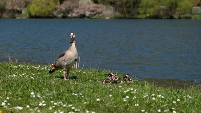 Egyptian Goose Mother Standing On The Green Meadow At The River Main And Taking Care Of Her Little Chicks. This Geese Are Invasive Animal Species From Africa And Causing Problems In Germany. 4k