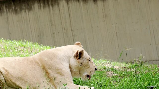 elderly white lioness lying on the grass at the zoo. White lion in captivity