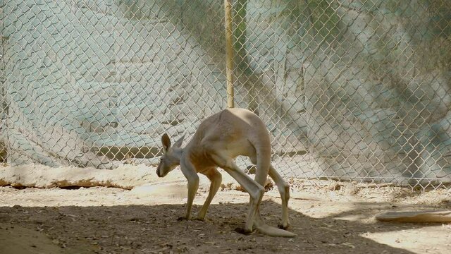 Red kangaroo at the zoo, inside the fenced area