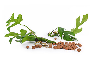 Houseplant cuttings with roots and leca clay balls used for hydroponic watering system on white...