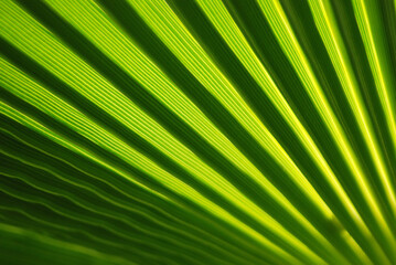 Obraz premium VISTA MACRO EN PRIMER PLANO DE UNA HOJA DE PALMA