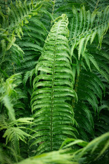 Fern in tropical jungle background. Fern leaves with a plant pattern. Natural plant tropical background.