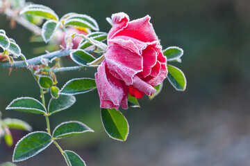 A single red rose covered in winter frost