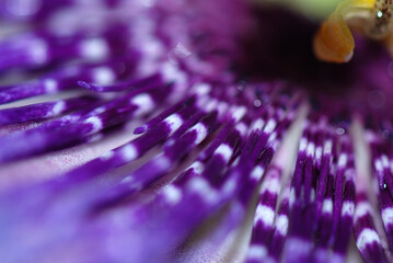 FLOR MACRO DE LA PASIONARIA