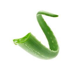 Interesting curve aloe vera plant isolated on white background