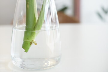 root plant in a glass