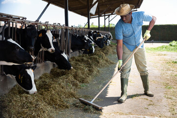 Portrait of positive male farmer working in cowshed feeding cows