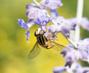 Hoverfly sitting at a lavender flower, macro view.