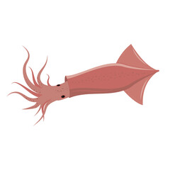 live squid, isolated, color vector illustration on a white background, vector