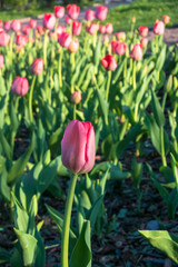 beautiful red and pink tulips on a flower bed.flowers illuminated by the rays of the setting spring sun