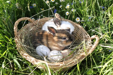 young easter rabbits sitting in a basket with eggs