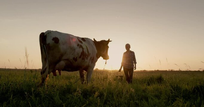 A female farmer walks with a bucket to her cow at sunset. Small agribusiness concept