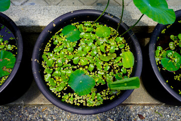 Adashino in Kyoto.