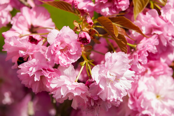 Beautiful flowering flowers of some trees in spring