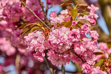 Beautiful flowering flowers of some trees in spring