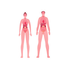 Human body internal organ anatomy. Vector flat healthcare illustration. Male and female full length body isolated on white background. Design for health care, science, biology, medicine