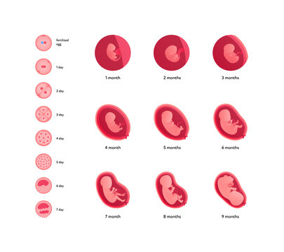 Human Embryo Development Health Care Infographic. Vector Flat Medical Illustration. Icon Of Pregnancy Stages From Early Ovulation Isolated On White Background.