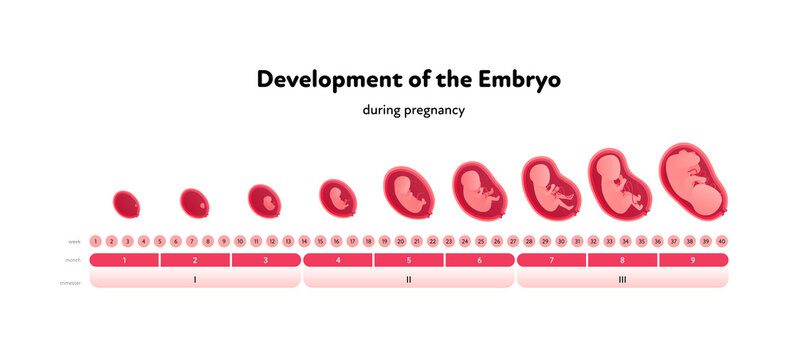 Human embryo development health care infographic. Vector flat medical illustration. Horizontal timeline with week, trimester, month and baby isolated on white background.