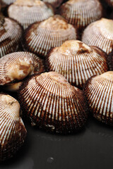 scapharca subcrenata on white background.