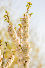 Beautiful flowering flowers of some trees in spring