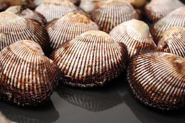 scapharca subcrenata on white background.