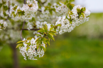 Beautiful flowering flowers of some trees in spring