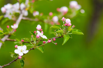 Beautiful flowering flowers of some trees in spring