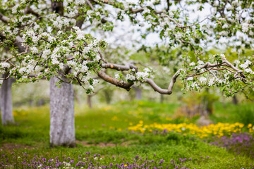 Fototapeta premium Beautiful flowering flowers of some trees in spring