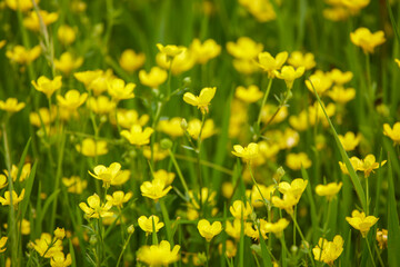 Obraz premium image with wild flowering plant in natural environment