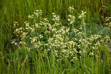 Fototapeta premium image with wild flowering plant in natural environment