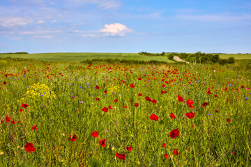 Field of poppies. Red poppies bloom in a wild field in sunny weather. Beautiful field red poppies among green grass with selective focus.