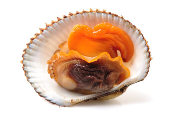 scapharca subcrenata on white background.