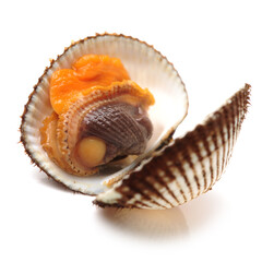 scapharca subcrenata on white background.