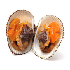 scapharca subcrenata on white background.