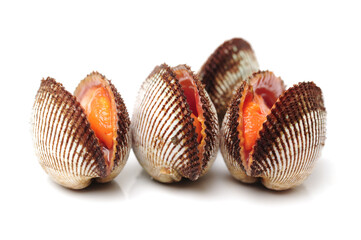 scapharca subcrenata on white background.