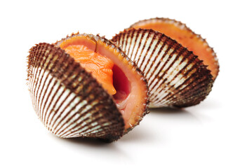 scapharca subcrenata on white background.