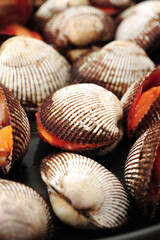 scapharca subcrenata on white background.