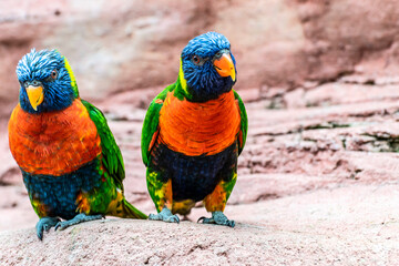 Parrots close up, selective focus. A pair of Australian Lorikeet parrots with colorful rainbow plumage in a natural habitat. Exotic tropical birds.